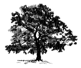 Obraz premium Old tree . Tree. Vector freehand drawing . Fast sketch pen .