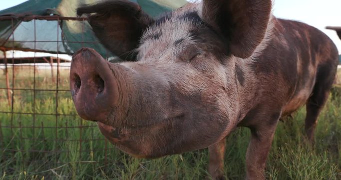 Close-up facial view of free range pig sniffing the air
