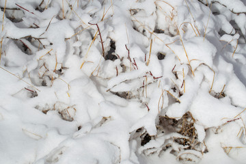 Tall grass covered with snow after a snowstorm. Nature in winter.	