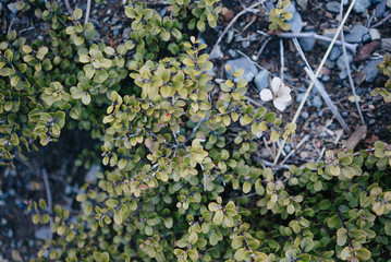 Tongariro Alpine Crossing 27