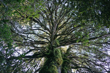 Forest in New Zealand, Tongariro Alpine Crossing 30