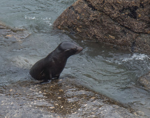 Fur Seals on the Shoreline