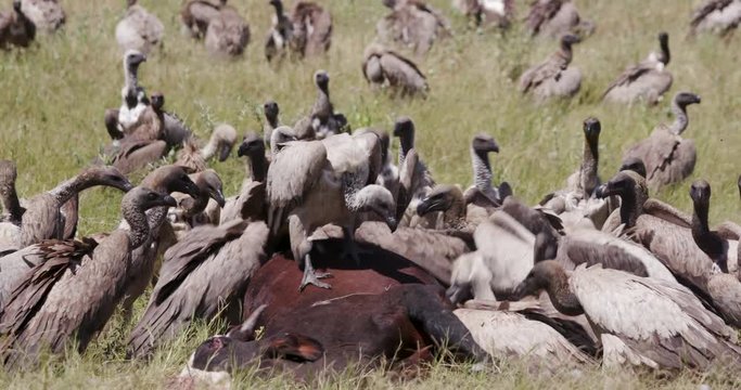 A large group of white backed vultures feeding on a carcass