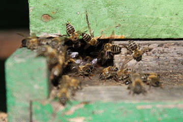 bees in hive