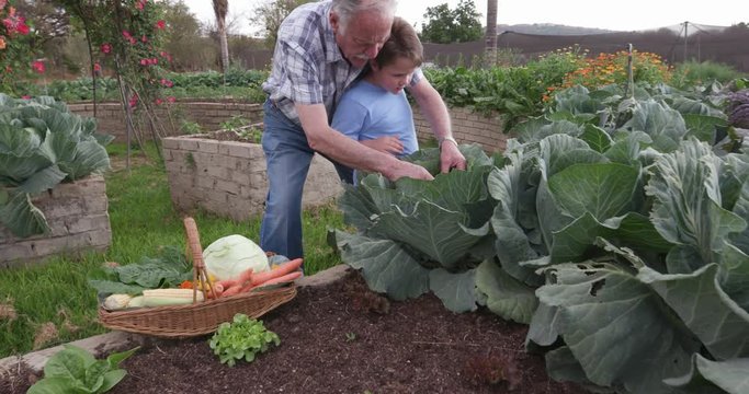 Grandfather and Grandson inspecting a cabbage in a vegetable garden