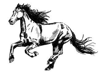 Obraz na płótnie Canvas Running horse. Vector freehand drawing , engraving .
