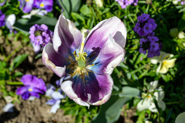 Bl&uuml;te mit Biene in Farbe