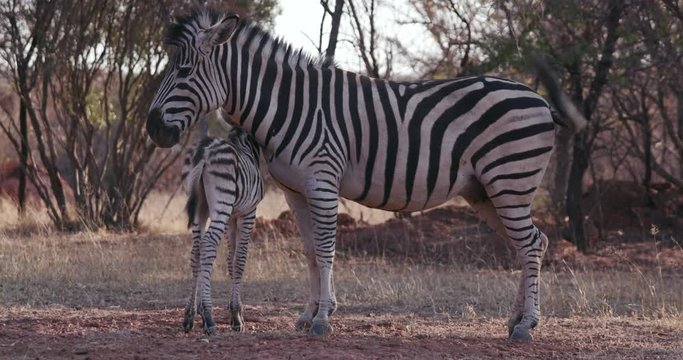 Cute baby zebra foal standing next to its mother