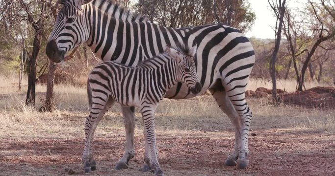 Cute baby zebra foal standing next to its mother