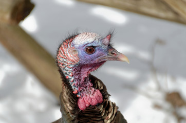 Close-up of a Wild Turkey
