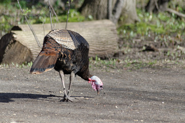 A Wild Turkey Eating Seeds