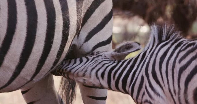 Close-up of cute baby zebra foal drinking from its mother