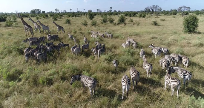 Aerial close-up view of zebra and giraffe in the grasslands of the Okavango Delta