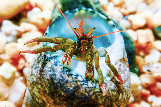 Small Funny Hermit Crab Underwater Close Up.