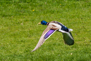 duck flying