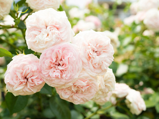 薔薇の花