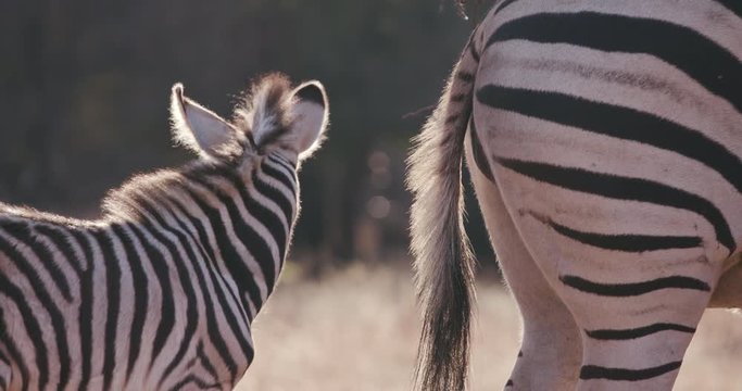Cute baby zebra foal standing next to its mother
