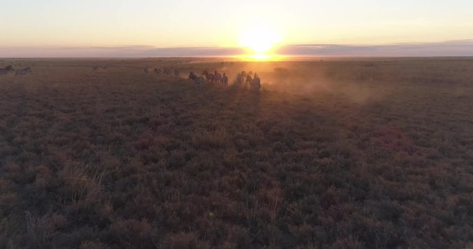 Aerial view of the zebra migration running into the sunrise in the Makgadikgadi grasslands, Botswana 