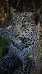 Leopard Cub in Kruger National Park - South Africa