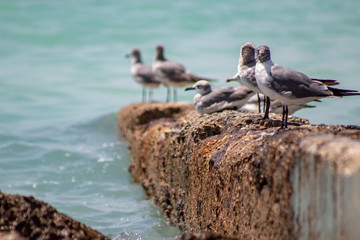 seagulls on the beach
