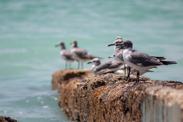 seagull on the beach