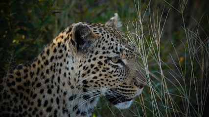 Fototapeta na wymiar Female Leopard in Kruger National Park - South Africa