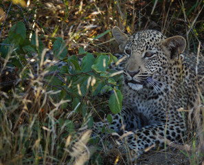Leopard Cub in Kruger National Park - South Africa