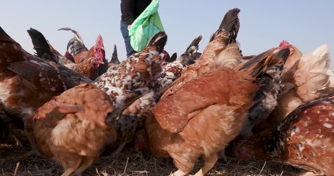 Close-up of free range chickens being fed corn from a sack