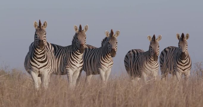 Close-up of five zebras standing and grazing in the Makgadikgadi grasslands, Botswana 