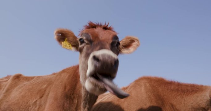 Close-up view of funny jersey cow sticking out its tongue with another cow behind it 