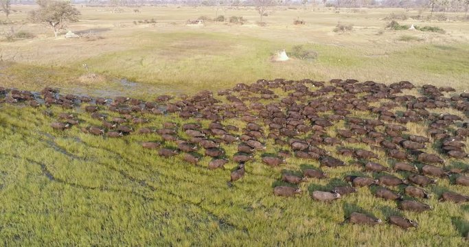 Aerial panning view of a large herd of Cape buffalo walking away from camera through marshy wetland in the Okavango Delta, Botswana