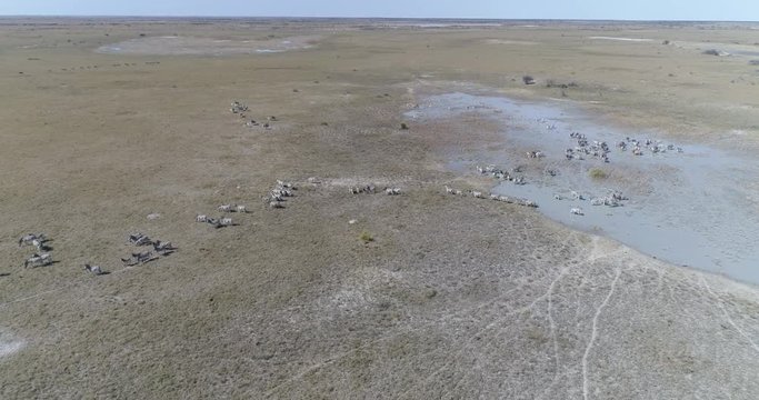 Aerial fly over view of a large group of zebra migrating across the vast Makgadikgadi Pans, Botswana 