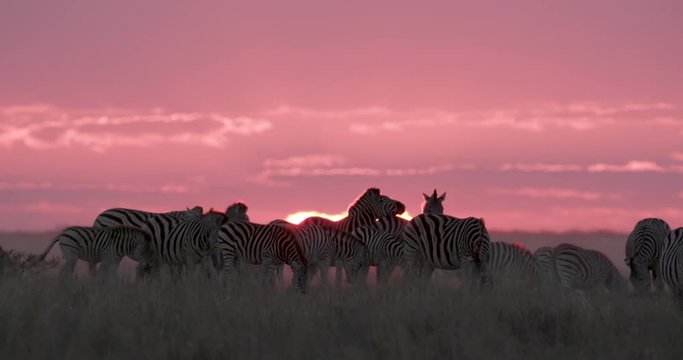 Small group of zebras grazing against a beautiful red sunset in the Makgadikgadi grasslands, Botswana 