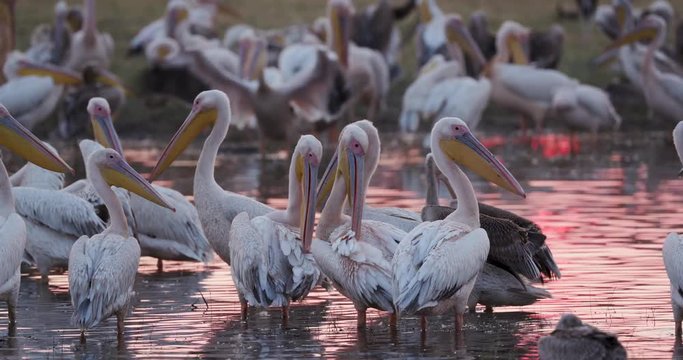 Close-up view of a large squadron of pelicans preening at sunrise on the bank of a river in the Okavango Delta, Botswana