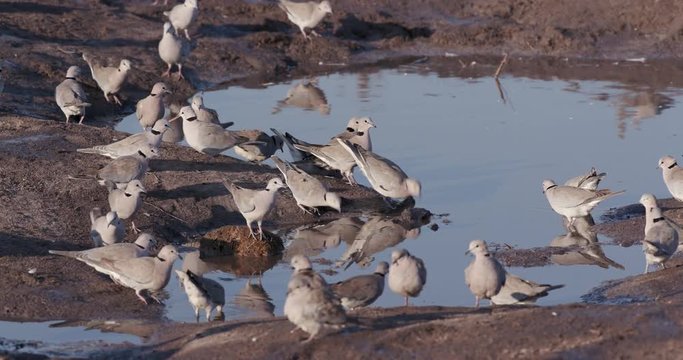 Close-up of a group of Cape Turtle doves drinking at a rivers edge, Okavango Delta, Botswana
