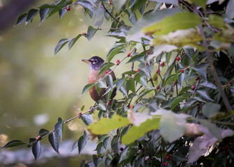 American Robin