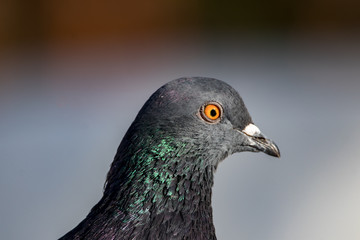 portrait of pigeon