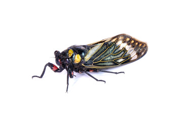 Cicada : Blue butterfly-wings cicada (Distantalna splendida) is a cicada species from southeast Asia (Thailand, Myanmar and India) Butterfly cicadas with broad multicolor wings isolated on white