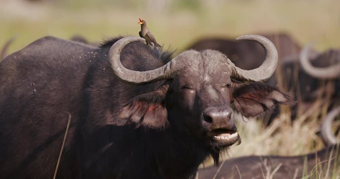 Close-up of Cape buffalo bull chewing the cud with a red-billed oxpecker calling on his back 