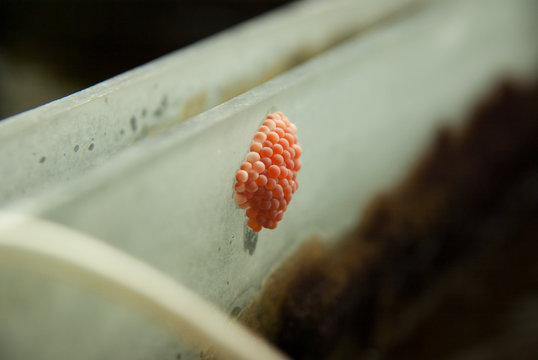 Apple snail eggs laid on the glass of an aquarium.  The apple snail or Pomacea Maculata is a fresh water mollusc appreciated by tropical fish hobbyists. 