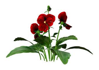 3D Rendering Pansy Flowers on White