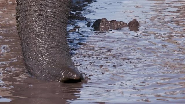 Slow motion close-up view of elephant trunk sucking up water in a river in the Okavango Delta, Botswana