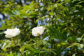 real wild roses
