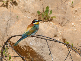 European Bee-Eater Perched Against  Sand Wall in Spring