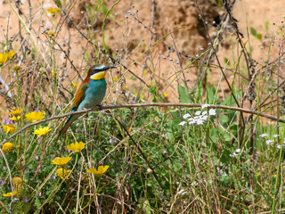 European Bee-Eater against Green Plants and Sand Wall in Spring