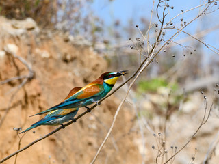 Two European Bee-Eaters Sitting on a Branch against Sand Wall and One of them Holding a bee in Spring