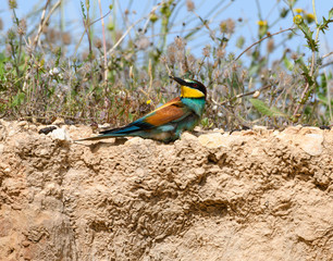 European Bee-Eater Sitting on Top of Clay Wall Against Green Plants  in Spring