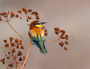 European Bee-Eater Sitting on a Plant in Spring