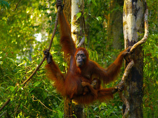 Female orangutan with her baby in the rainforest of borneo 