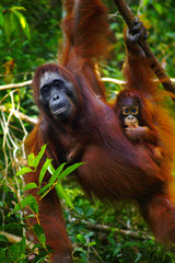 Female orangutan with her baby in the rainforest of borneo 